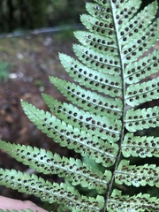 Dryopteris cycadina