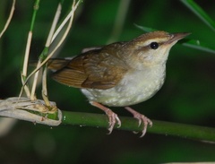 Swainson's Warbler photo 3