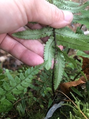 Dryopteris cycadina