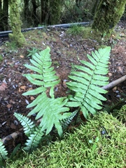 Dryopteris cycadina