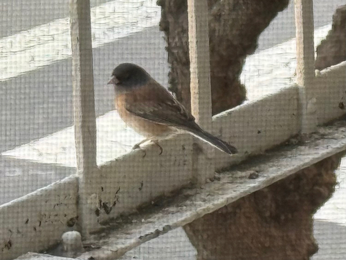 Dark-eyed Junco photographed in California