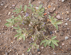 Lupinus pusillus intermontanus