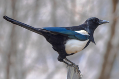 Black-Rumped Magpie photo 2