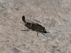 Apiocera