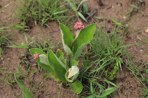 Image of Helichrysum griseum by (c) Suvarna Parbhoo Mohan, some rights reserved (CC BY-SA)
