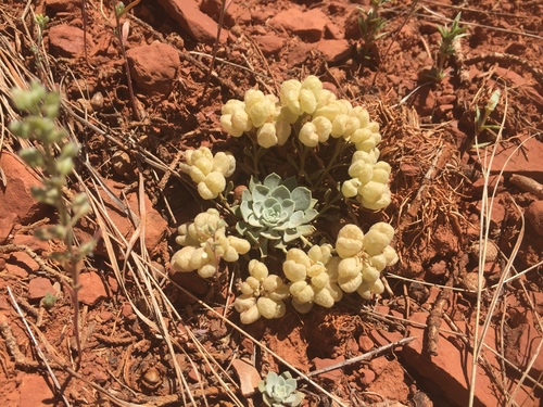 Fremont County twinpod (Physaria saximontana var. dentata)