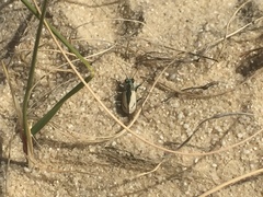 Cicindela limbata