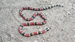 Micrurus nigrocinctus