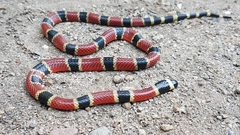 Micrurus nigrocinctus