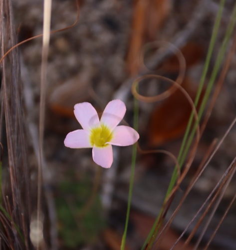 Oxalis fergusoniae (Oxalis fergusoniae)