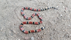 Micrurus nigrocinctus