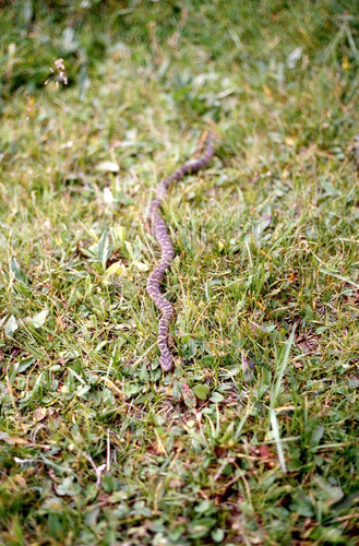 Gobi pitviper