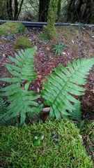 Dryopteris cycadina