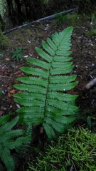 Dryopteris cycadina