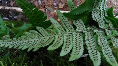 Dryopteris cycadina