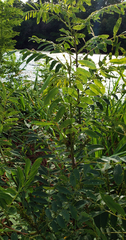 Amorpha fruticosa
