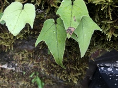 Cyrtomium caryotideum