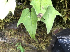 Cyrtomium caryotideum