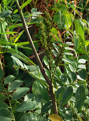 Amorpha fruticosa