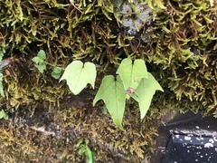 Cyrtomium caryotideum