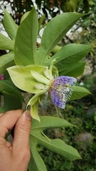 Passiflora platyloba