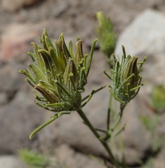 Cordylanthus ramosus