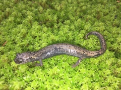 Pseudoeurycea leprosa