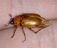 Cyclocephala borealis