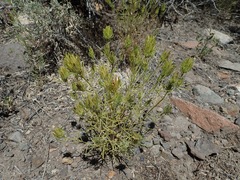 Cordylanthus ramosus