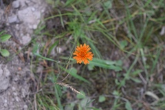 Agoseris aurantiaca