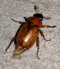 Cyclocephala borealis