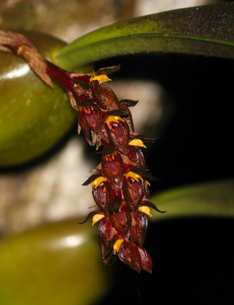 Bulbophyllum tricorne Seidenf. & Smitinand 4