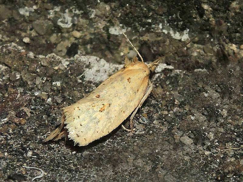 Two-spotted Aethes in August 2021 by stevewalternature · iNaturalist
