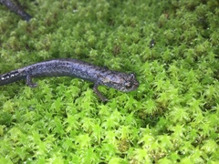 Pseudoeurycea leprosa