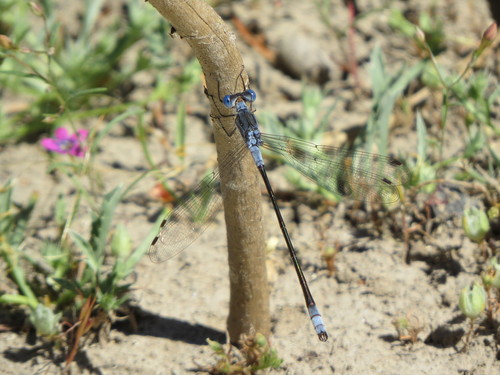 Northern Spreadwing photo 6