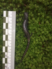 Pseudoeurycea leprosa