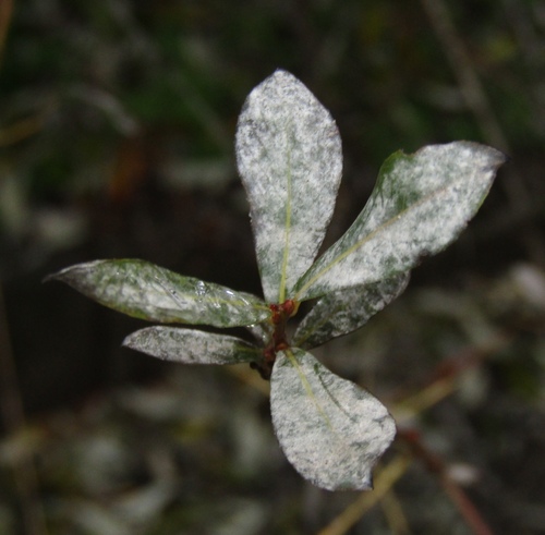 Erysiphe salicis, 2024-12-08