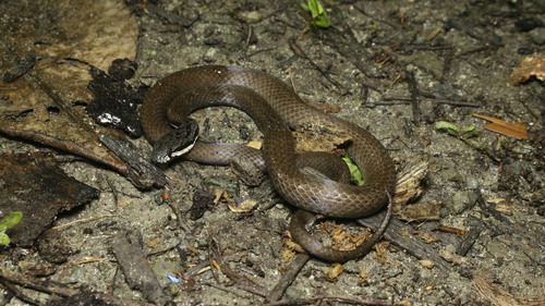 Aspidomorphus muelleri observed 2024-11-17