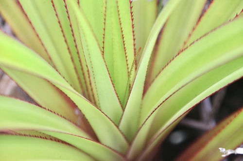 Image of Pandanus utilis by (c) Matteo Bellucci, some rights reserved (CC BY)