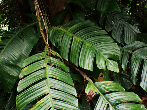 Rhaphidophora korthalsii iNat (1)