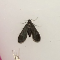 Elophila tinealis