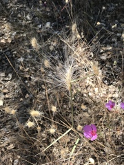 Elymus multisetus