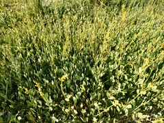Atriplex verrucifera