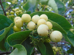 Ehretia latifolia