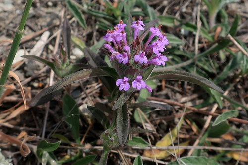 Ziziphora capitata L.