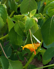 Impatiens capensis