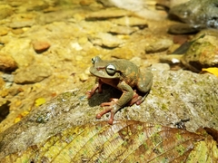 Plectrohyla