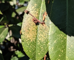 Diplocarpon