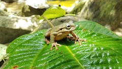 Plectrohyla