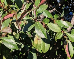 Diplocarpon